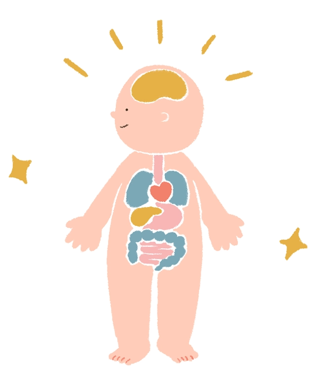 健康な人体のイラスト